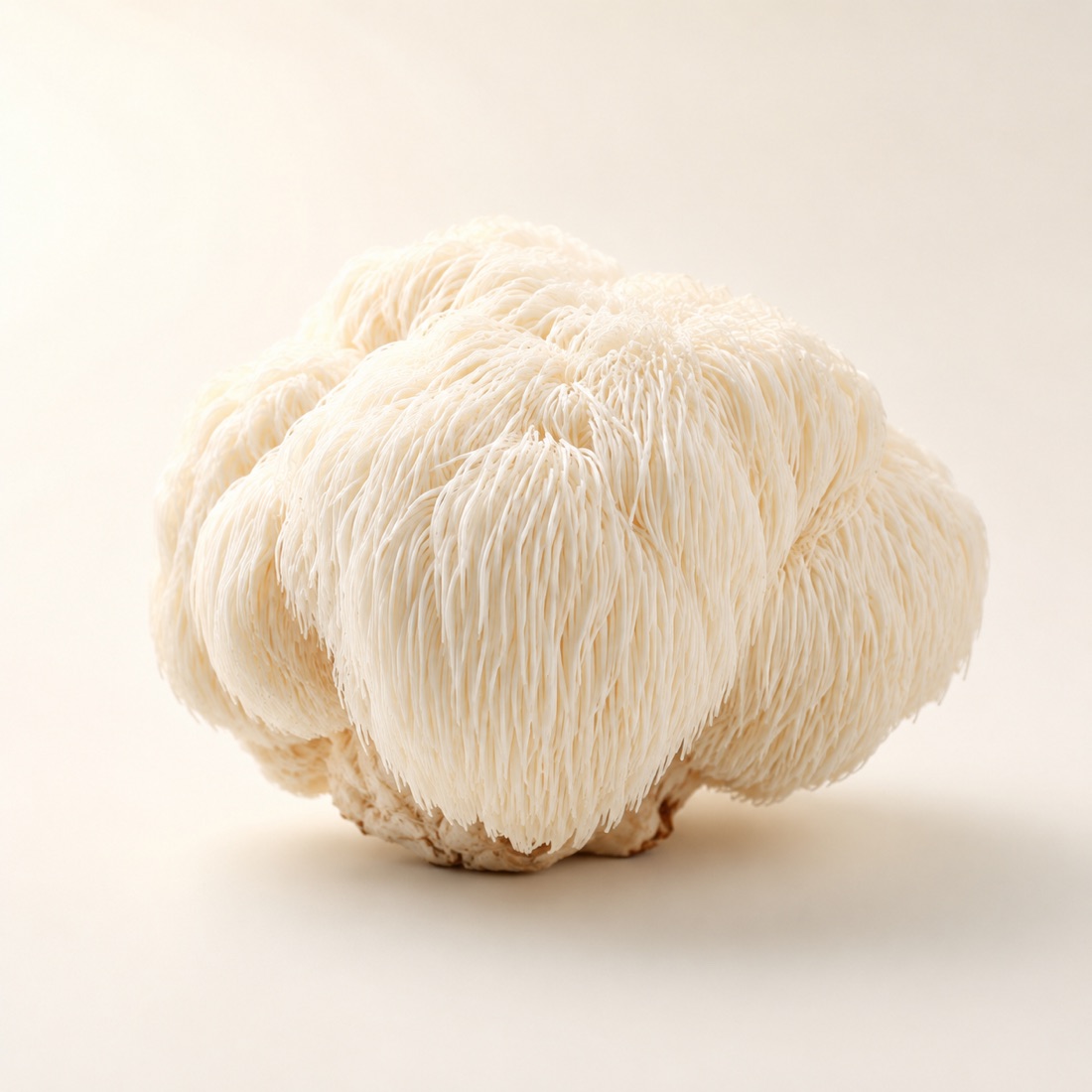 Cendawan Lion’s Mane